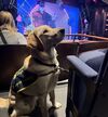 A golden labrador sits in the auditorium with a training bib on.