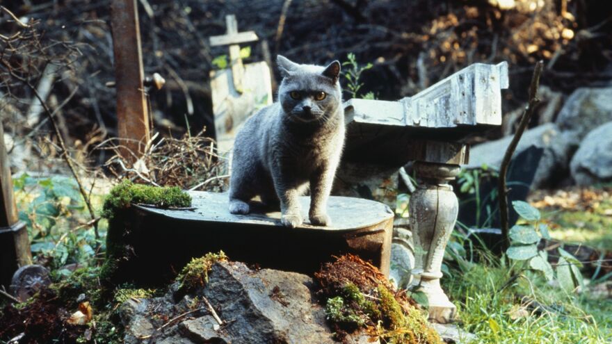  Pet Sematary 