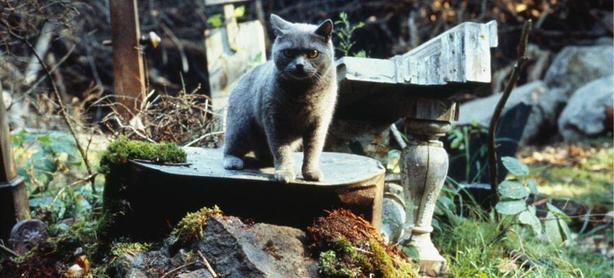  Pet Sematary 