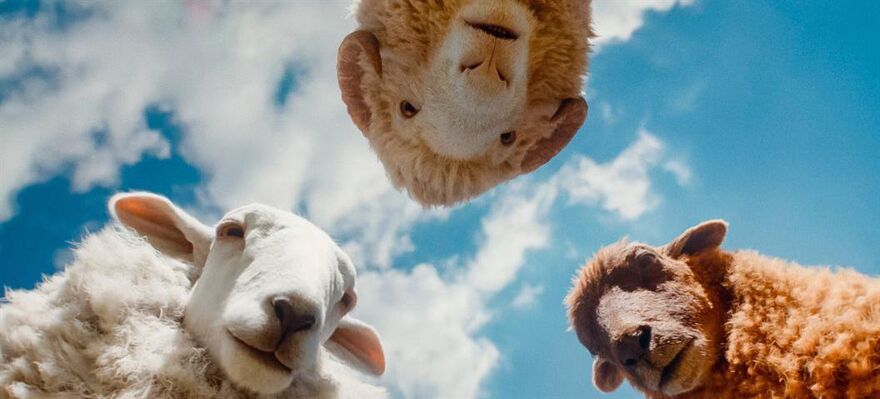 The Sheep Detectives